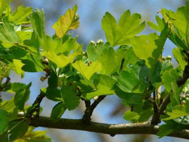 Common Hawthorn: Identification, Leaves, Bark & Habitat | Crataegus ...