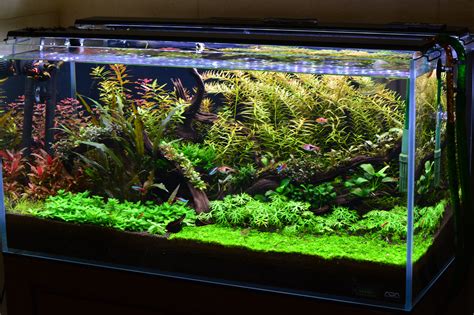 48 Gallon Low-tech - The Planted Tank Forum