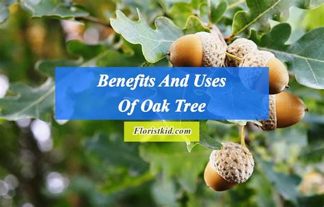 Benefits And Uses Of Oak Tree