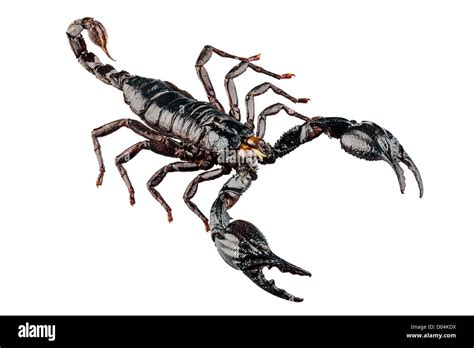 Scorpion black arachnid poisonous hi-res stock photography and images ...