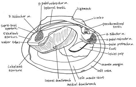 Anatomy of the soft parts of a typical clam | Homeschool science, Zoology, Biology class