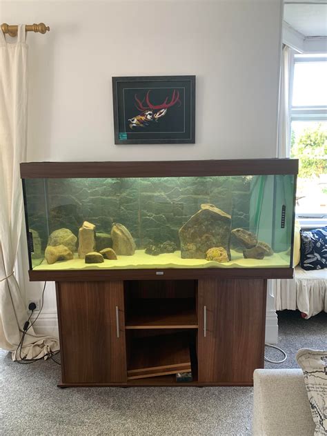 The 450 litre (120 gallon) mbuna tank is starting to look good : r/aquarium