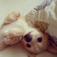 Maltese, Chihuahua and Poodle mix | Poodle mix, Chihuahua, Puppies
