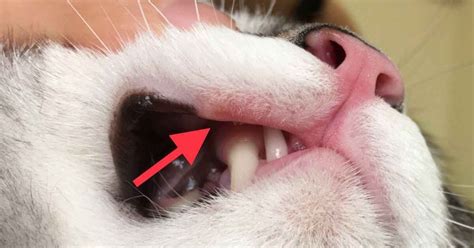 Mouth Ulcers In Cats With Kidney Disease - Captions Hunter