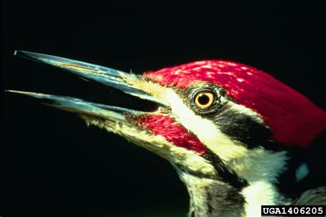 pileated woodpecker (Dryocopus pileatus)