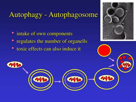 PPT - Endocytosis - Exocytosis PowerPoint Presentation - ID:567647