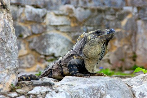 The Coolest Animals That You Can Find in the Yucatan, Mexico