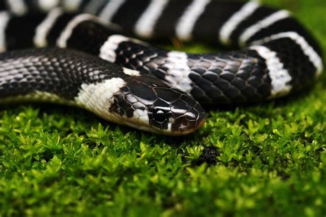 common krait | juvenile Bungarus caeruleus @ Kerala, Idukki … | Flickr