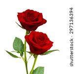 The Two Red Roses Free Stock Photo - Public Domain Pictures