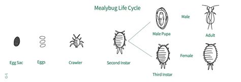 Mealybugs, Ultimate Guide - Plantsitter - Identify, Treat, Prevent
