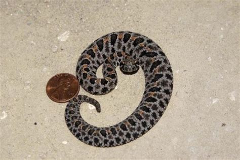 Picture Of Baby Pygmy Rattlesnake - Baby Viewer