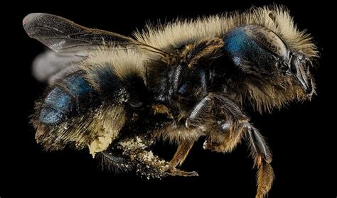 The Challenges of Bringing Native Bees to Almond Orchards | Inside Science