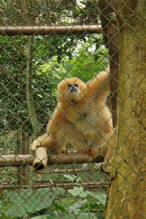 Female Black Crested Gibbon, Endangered Primate Rescue Cen… | Flickr