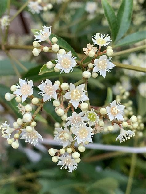 Christmas Bush Grow Guide - Australian Natives - The Gourmantic Garden