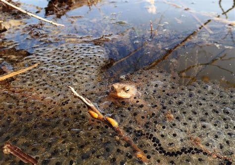 Toad eggs stock photo. Image of field, water, toad, aquatic - 100130526