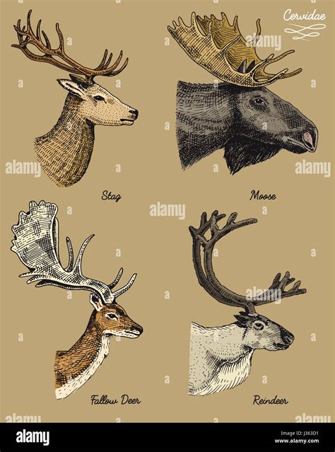 reindeer, moose, eurasian elk, doe roe deer and stag vector hand drawn ...