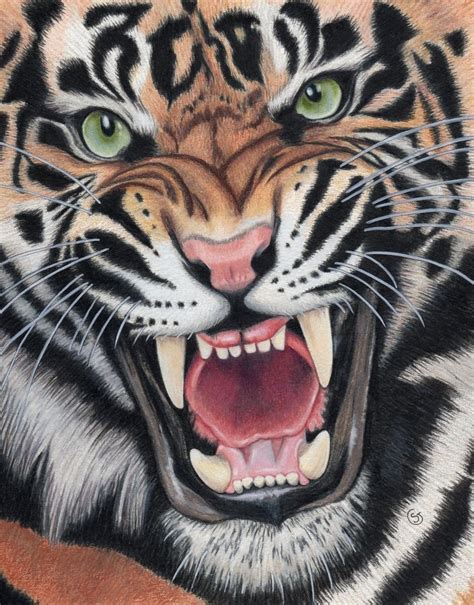 Tiger Angry Snarling Sumatran Painting ORIGINAL ART 8-5/8 x 10-7/8 ...