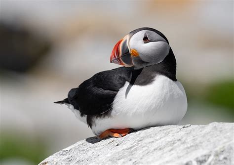 The Maine Puffin Population Is Making an Unexpected Comeback