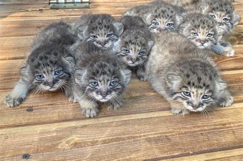 Novosibirsk Zoo welcomes 16 cobalt-eyed Pallas’s cat kittens : r/aww