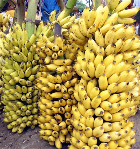 File:Banana bunch India Tamil word 15.jpg - Wikimedia Commons