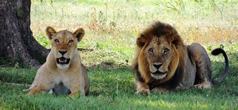 South Luangwa National Park - Wild Times Safaris