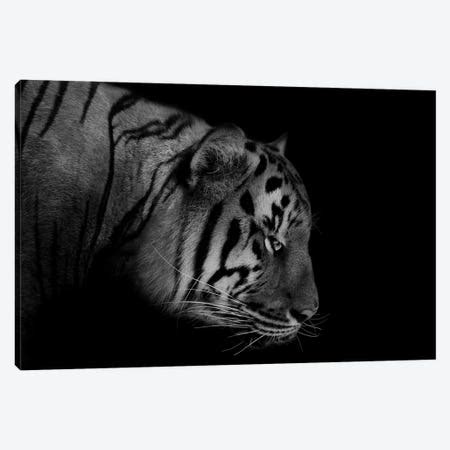 Tiger In Black & White Canvas Print by Sisi & Seb | iCanvas