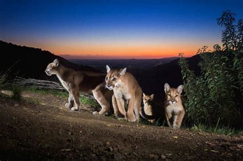 Mother of lions | North american animals, Mountain lion, Animals beautiful