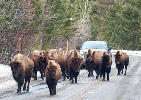 Yellowstone Traffic Jam