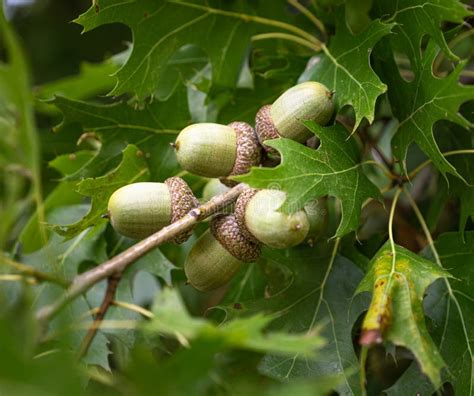 Maturing Red Oak acorns stock image. Image of tree, maturing - 214829021