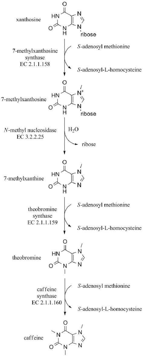 Synthesis of caffeine in the plants. | Download Scientific Diagram