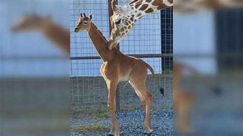 Zoo in Tennessee presents a real rarity: baby giraffe without spots - The Limited Times