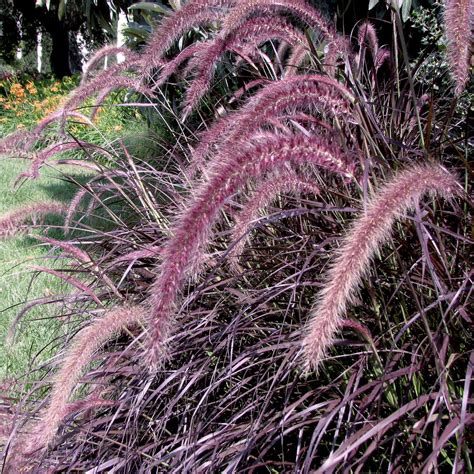 Red Fountain Grass (Pennisetum x advena 'Rubrum’)