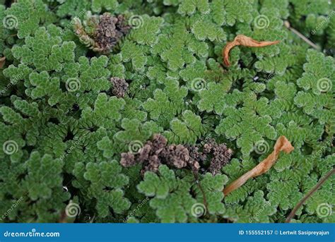 Mosquito Fern or Water Fern, Aquatic Plant Stock Image - Image of ...