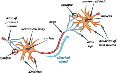 The Role Of Neural Connections In Physical Behaviors Associated With Dance - NHSJS