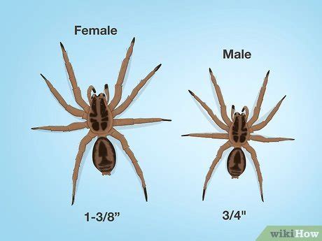 Hobo Spider Size Comparison