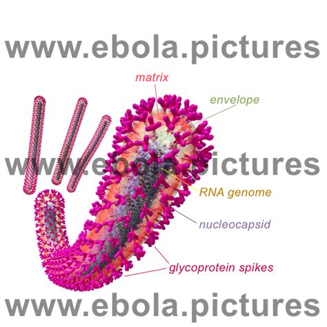 Ebola Virus Life Cycle Graphic and Labelled Ebola Virus Cutaway ...