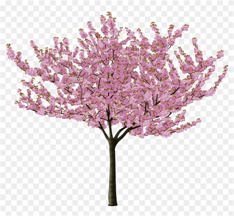 Cherry Blossom - Japanese Cherry Blossom Tree Vector - Free Transparent ...