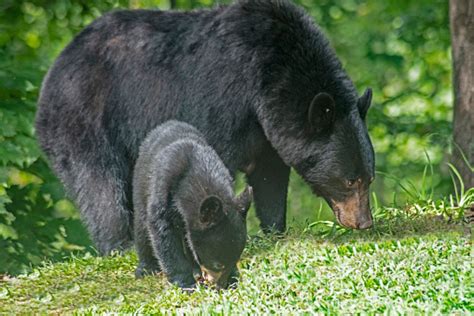 Mother And Baby Black Bears Are Feeding Together Stock Photo - Download Image Now - Animal Hair ...