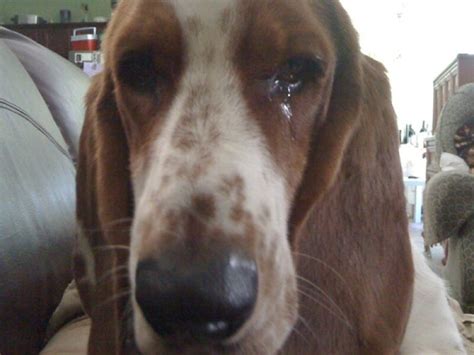 Can Dogs Cry Tears Like Humans? (Interesting Fact) | Herepup