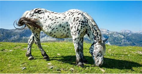 Noriker Horse Breed Info & Facts