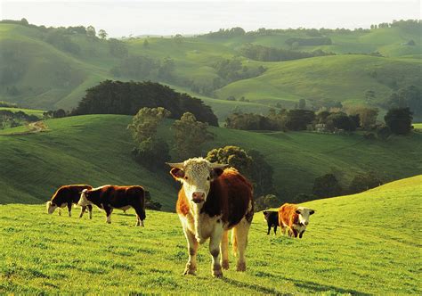 Beef Cattle Management - Herdsman