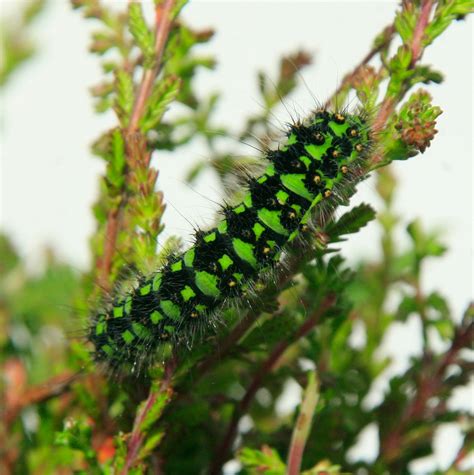 Pembrokeshire Wildlife: Emperor Moth Larvae