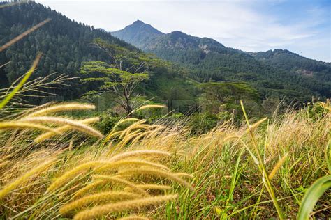 Mountains on Sri Lanka | Stock image | Colourbox