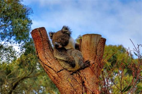 Kangaroo Island Wildlife Park