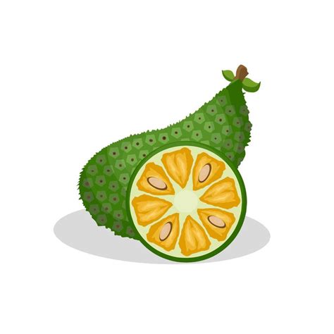 Illustration of a jackfruit fruit. Jackfruit fruit icon, fruit 9195562 ...