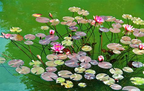 water lilies, water, herbs Wallpaper, HD Flowers 4K Wallpapers, Images and Background ...