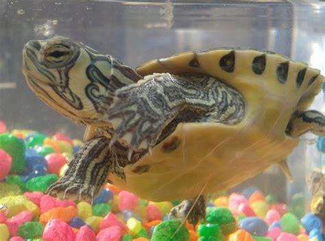 Baby Water Turtles (vacation, eggs, grow, pregnant) - Fish - - Page 3 - City-Data Forum