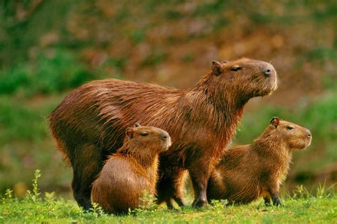 Fotos De Capivara - A capivara é uma espécie de animal que faz parte da família dos.