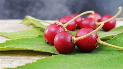 Aratiles Fruit to cure Diabetes: 16-Year-Old Young Scientist Finds ...