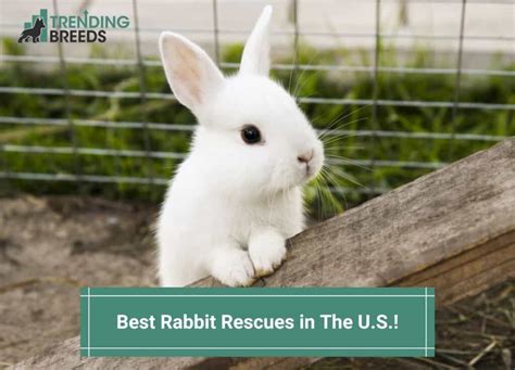 The 19 Best Rabbit Rescues In The USA! (2023)